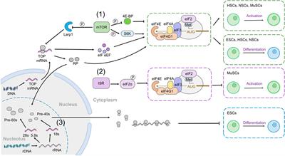 mRNA Translation Is Dynamically Regulated to Instruct Stem Cell Fate